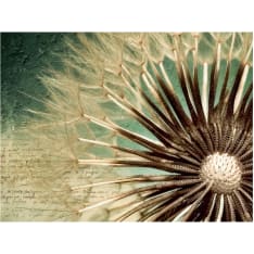 Artgeist Focus on dandelion fototapetti
