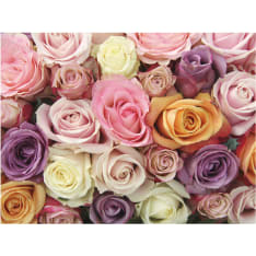 Artgeist Pastel roses fototapetti