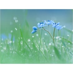 Artgeist Niitty aamunkoitteessa fototapetti