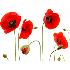 Artgeist Punainen unikkoa, kesällä muistelu fototapetti