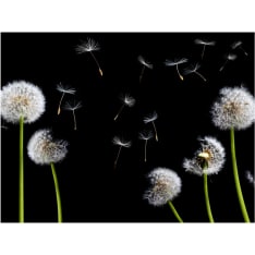 Artgeist Voikukat tuulessa fototapetti