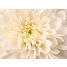Artgeist White Dahlia fototapetti