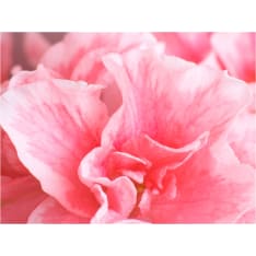Artgeist Pink Azalea kukkia fototapetti