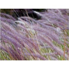 Artgeist Vihreä kenttä ja violetit kukat fototapetti