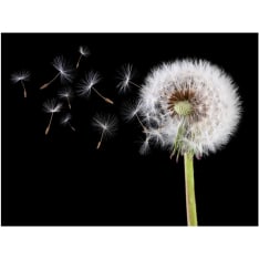 Artgeist Wind and dandelion fototapetti