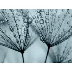 Artgeist Turkoosi voikukka fototapetti