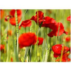 Artgeist Viljakasvien kenttä unikkoa fototapetti