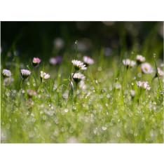 Artgeist Daisies kanssa aamukastetta fototapetti