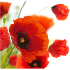 Artgeist Poppies on the wihite background fototapetti
