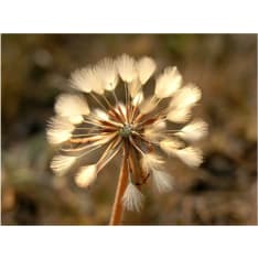 Artgeist Kesäaika - voikukka fototapetti