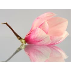 Artgeist Yksinäinen magnolia kukka fototapetti