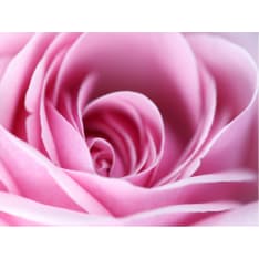 Artgeist Vaaleanpunainen ruusu fototapetti