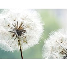 Artgeist Kaksi voikukkien fototapetti