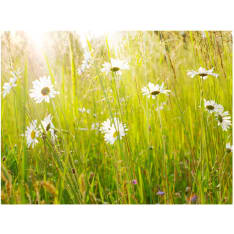 Artgeist Daisy alalla fototapetti