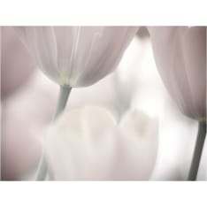 Artgeist Tulips fine art - black and white fototapetti