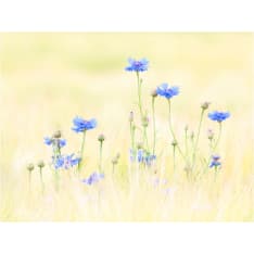 Artgeist Ruiskukat fototapetti