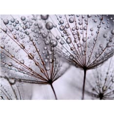 Artgeist Voikukka ja aamukastetta fototapetti