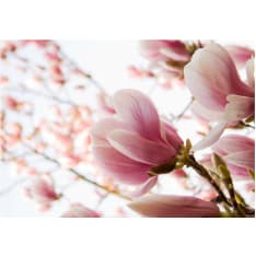 Artgeist Pink Magnolia fototapetti