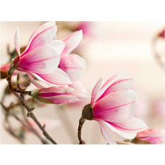 Artgeist Branch of magnolia tree fototapetti