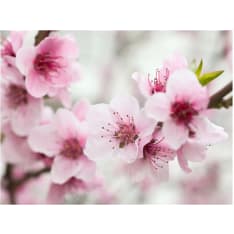 Artgeist Kevät, kukinta puu - vaaleanpunaisia ​​kukkia fototapetti