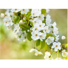 Artgeist Kaunis herkkä kirsikankukkia fototapetti