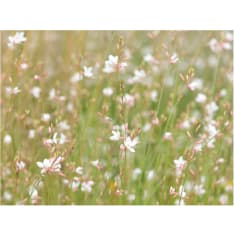 Artgeist Valkoinen herkkä kukkia fototapetti