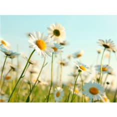 Artgeist Daisies - kevät niitty fototapetti