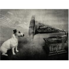 Artgeist Dog's melodies fototapetti