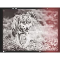 Artgeist wolf - photo fototapetti