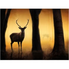 Artgeist Deer in his natural habitat fototapetti