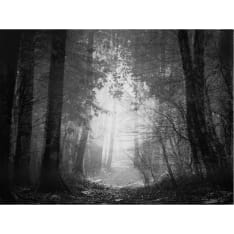 Artgeist Forest of Shadows fototapetti