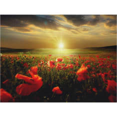 Artgeist Aamu unikko niitty fototapetti