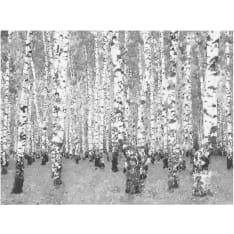 Artgeist Koivu yksinäisyys fototapetti