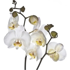 Artgeist Shyness fototapetti