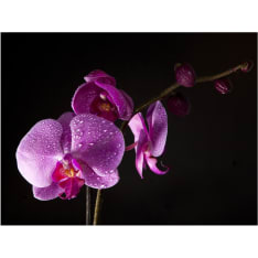 Artgeist stylish orchis fototapetti
