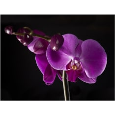 Artgeist elegant orchis fototapetti