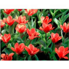 Artgeist Painted flowers fototapetti