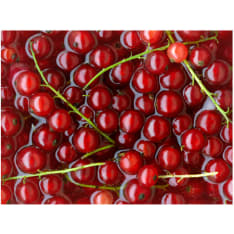 Artgeist Punaherukat kylpee vedessä fototapetti