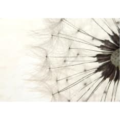Artgeist White Dandelion fototapetti