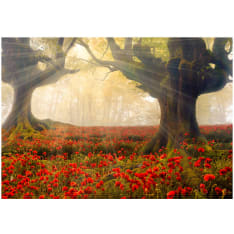 Artgeist Morning Among Poppies fototapetti
