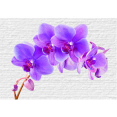 Artgeist Violet Excitation fototapetti