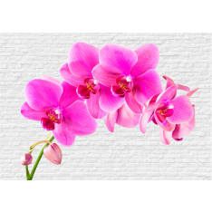 Artgeist Pink Excitation fototapetti