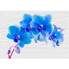 Artgeist Blue Excitation fototapetti