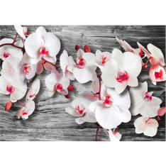 Artgeist Callous Orchids fototapetti