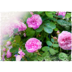 Artgeist Summer Garden fototapetti