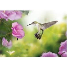 Artgeist Hummingbird fototapetti