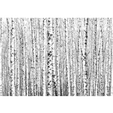 Artgeist Birch Forest fototapetti