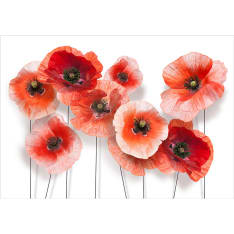 Artgeist Nine Poppies fototapetti