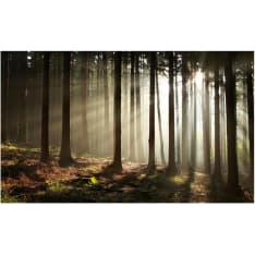 Artgeist Havumetsää fototapetti