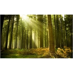 Artgeist Mäntymetsä fototapetti